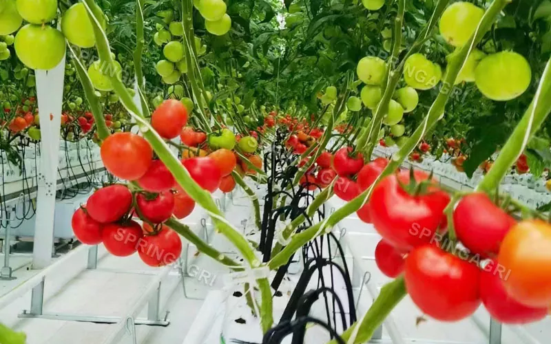 ملٹی اسپین پلاسٹک ٹماٹر گرین ہاؤس